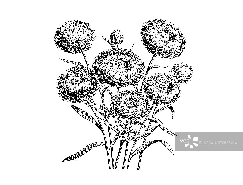 植物学植物仿古雕刻插图:蜡菊、旱金菊、长生金花、草花图片素材