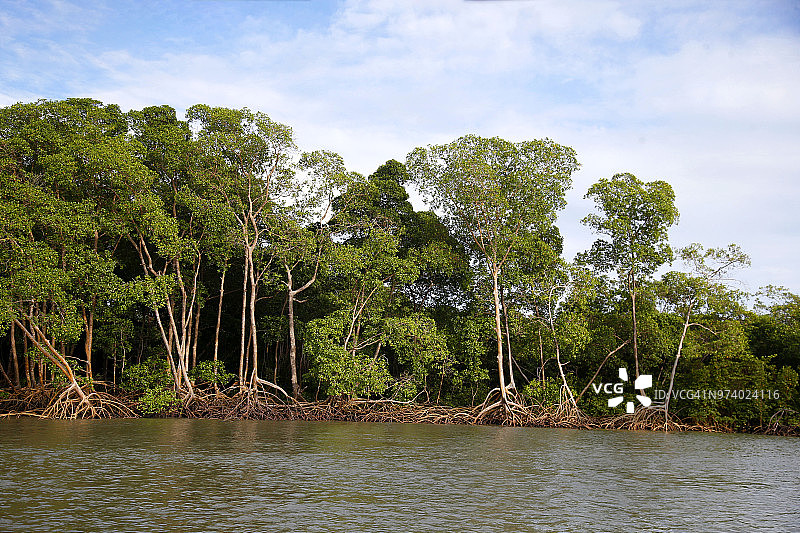 巴西亚马逊地区罗马岛附近的红树林图片素材