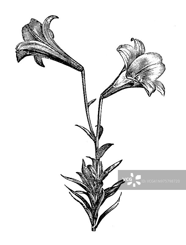 植物学植物仿古雕刻插图:长花百合、复活节百合图片素材