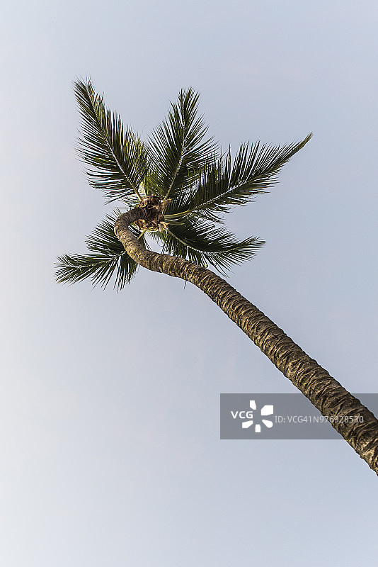 塞舌尔，马埃岛，椰子树图片素材