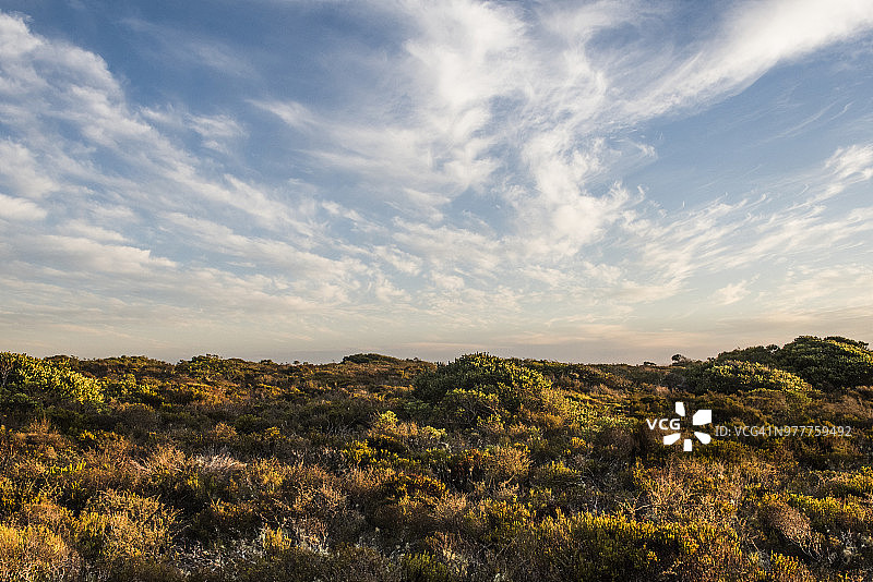 海岸沙丘植被，德蒙自然保护区，西开普，南非图片素材