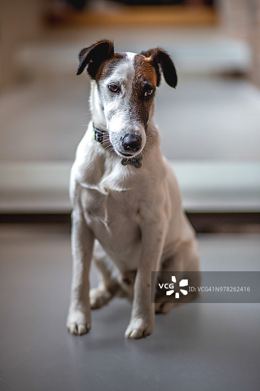 杰克罗素的肖像，快乐的狗图片素材
