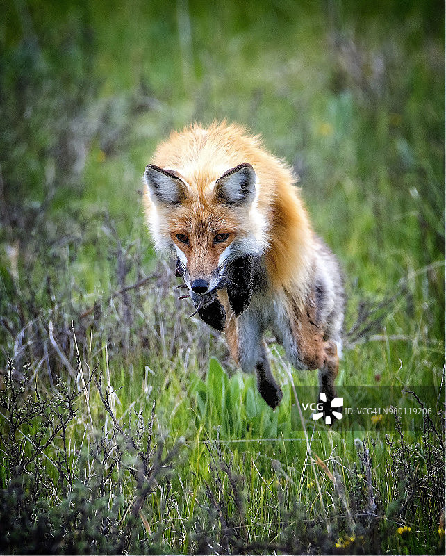 一只红狐跳跃着去捕捉更多的猎物，之前的猎物悬在嘴里。图片素材