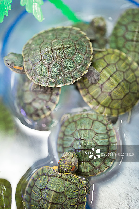 红耳滑块（特拉切米斯脚本埃莱甘斯），海龟，海龟图片素材