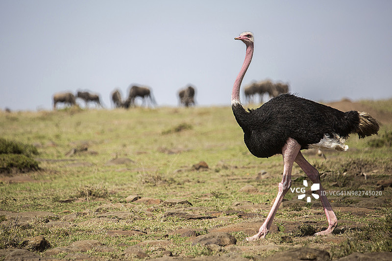 雄性鸵鸟(Struthio camelus)，马赛马拉国家保护区，肯尼亚图片素材