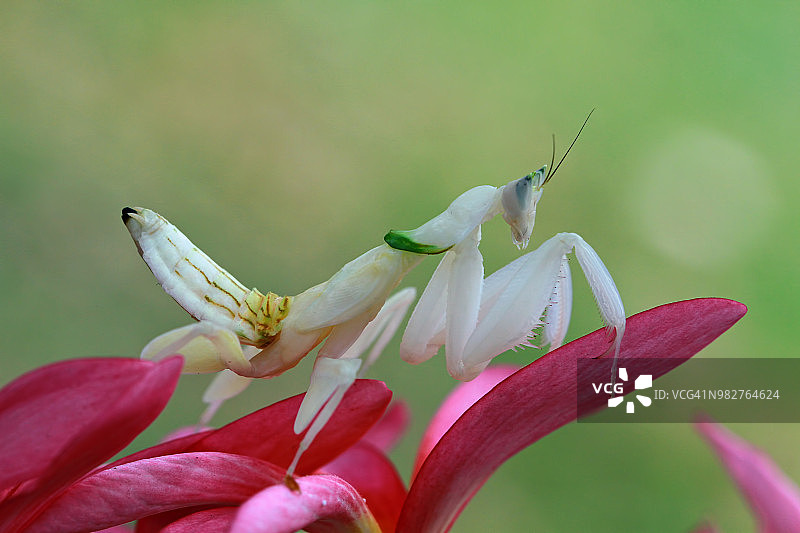 兰花螳螂在花上图片素材