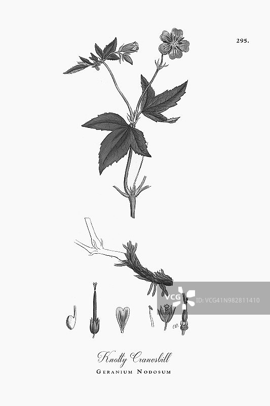 多节鹤喙，天竺葵，维多利亚植物学插图，1863年图片素材