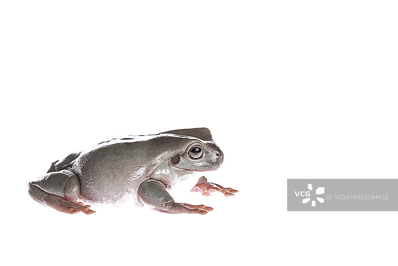 在孤立的白色背景上的澳大利亚绿色树蛙图片素材