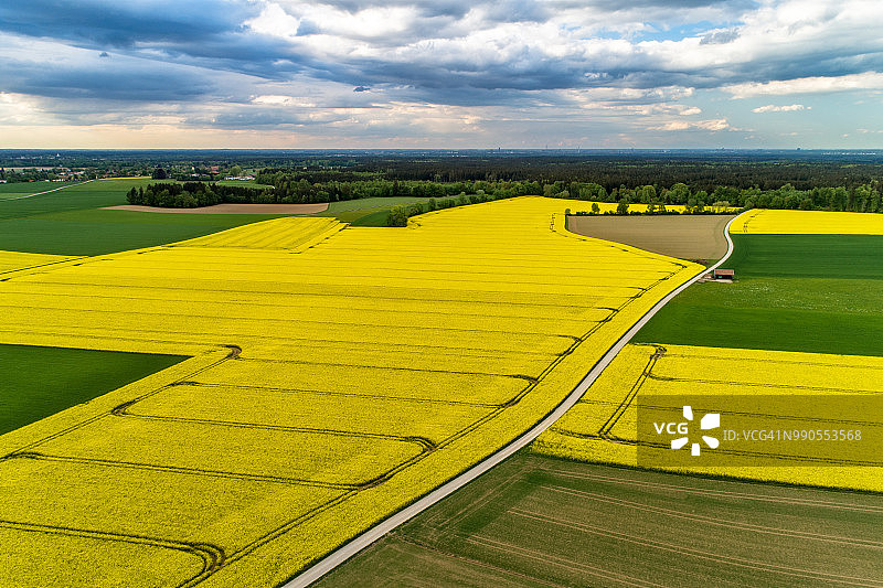 一个油菜籽田的鸟瞰图，巴伐利亚，德国，欧洲图片素材
