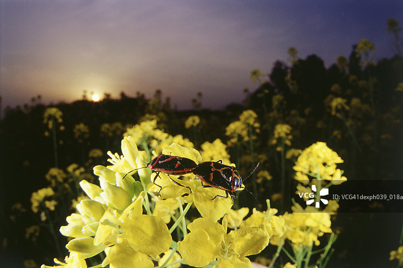 一对甲虫在黄花上交配图片素材