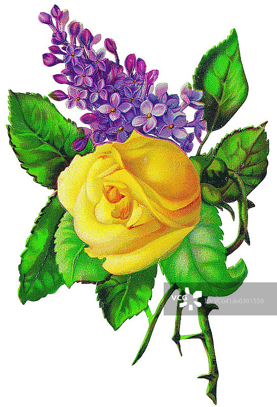 黄玫瑰和淡紫色图片素材