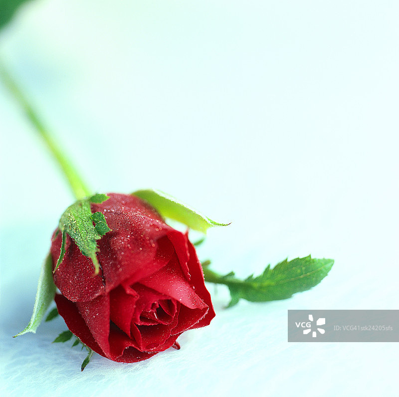 单朵红玫瑰的特写图片素材