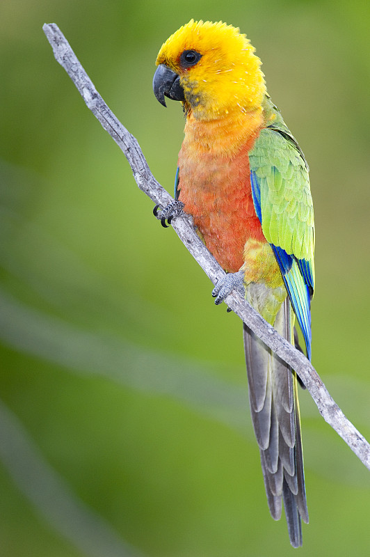 一只长尾小鹦鹉(Aratinga Jandaya)栖息在巴西皮奥伊的一根树枝上。8月。图片下载