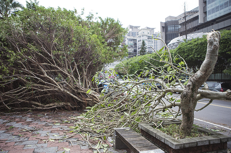 环保,台风,树图片下载