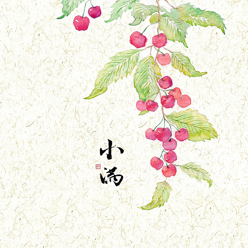 插画二十四节气果蔬系列之小满樱桃图片