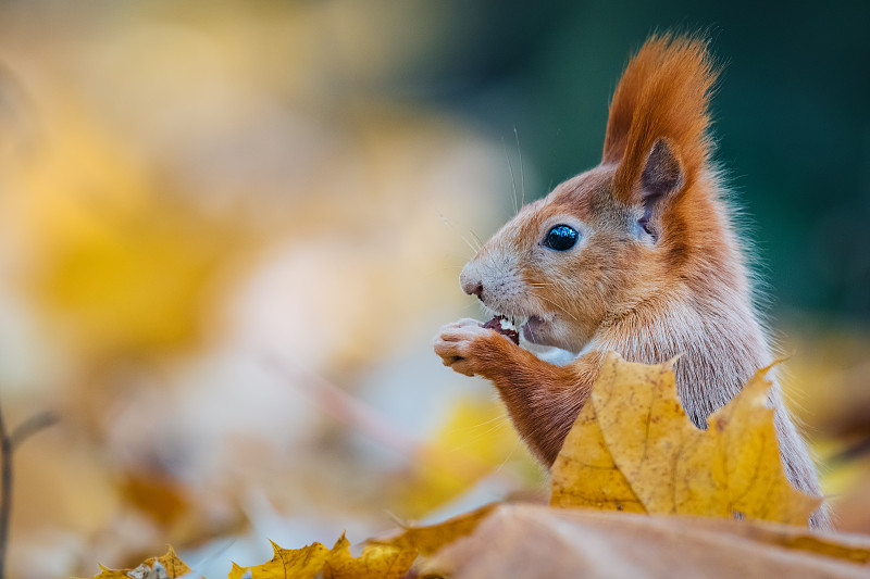 秋天森林里的松鼠吃坚果图片素材