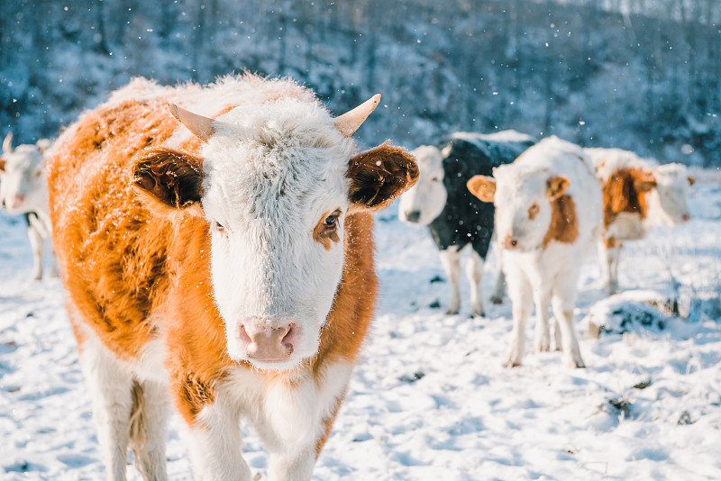 呼伦贝尔冬季奶牛图片下载