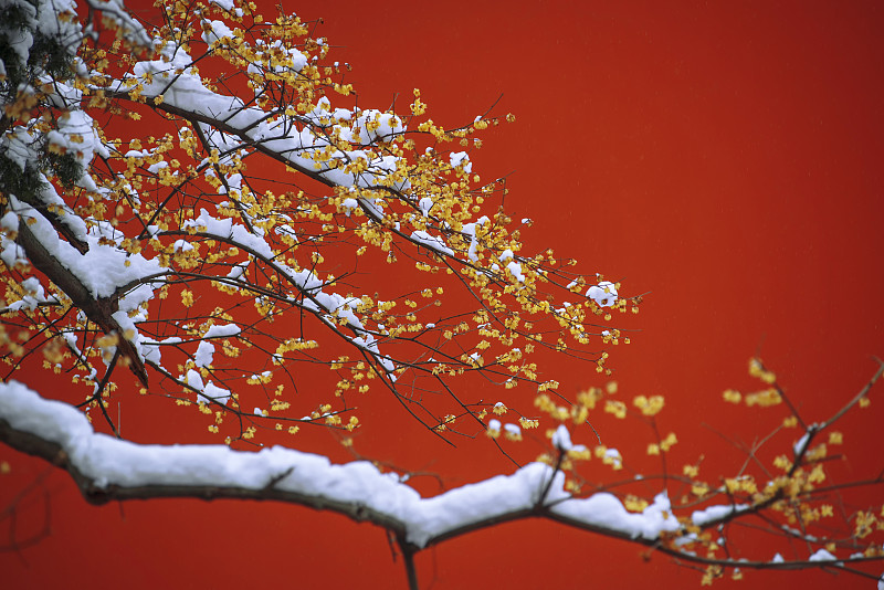 冬季红墙腊梅图片下载