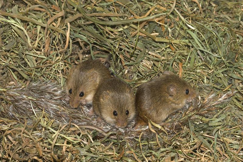 收获鼠(micromyys minutus),三幼鼠,吃芦苇(芦苇)种子头,英国,诺福克