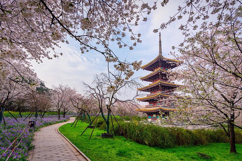 樱花季的武汉樱园风光图片素材