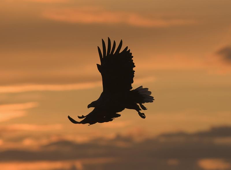 雄鹰飞向太阳的图片图片