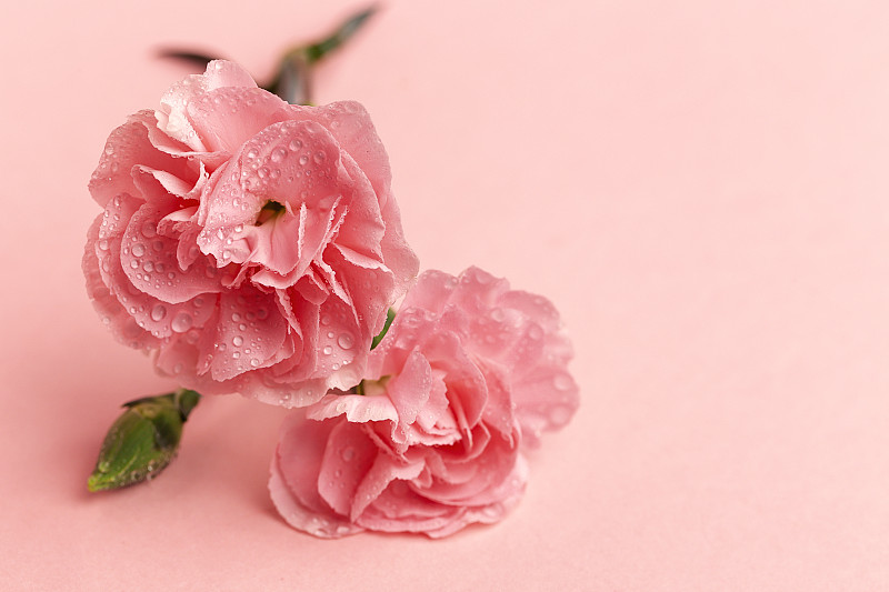 一束粉红色的康乃馨花图片下载
