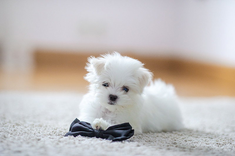 白色可爱的马耳他小狗，2个月大看着我们图片下载