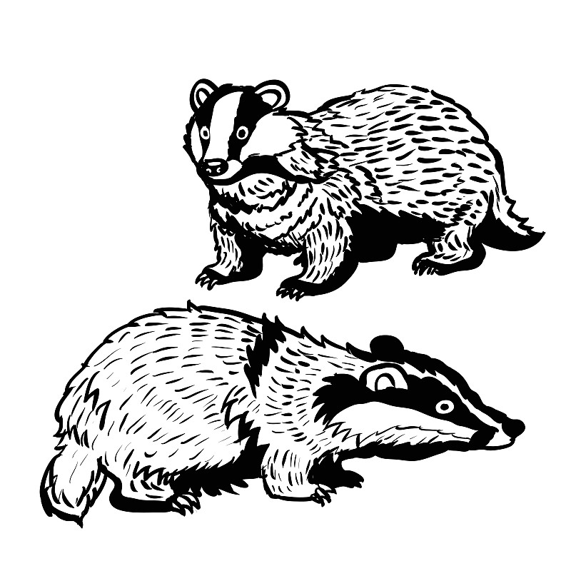 动物獾的简笔画怎么画图片