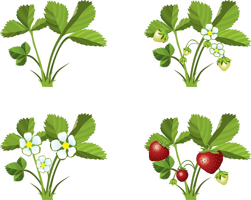 草莓生长过程图卡通图片