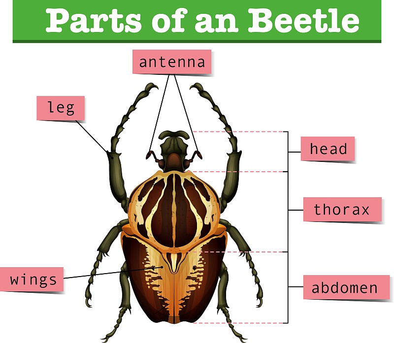 图示甲虫的不同部位图片