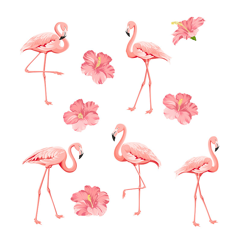 热带鸟类和花卉收集粉红色图片素材