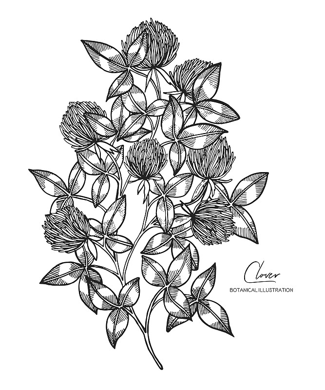 植物线描画简单黑白图片