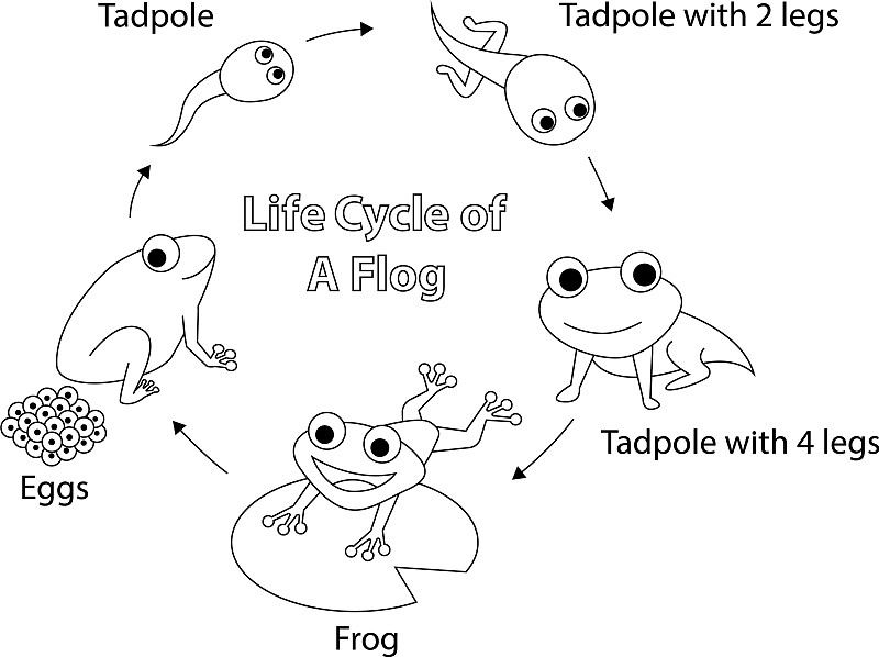 小青蛙成长过程图画图片
