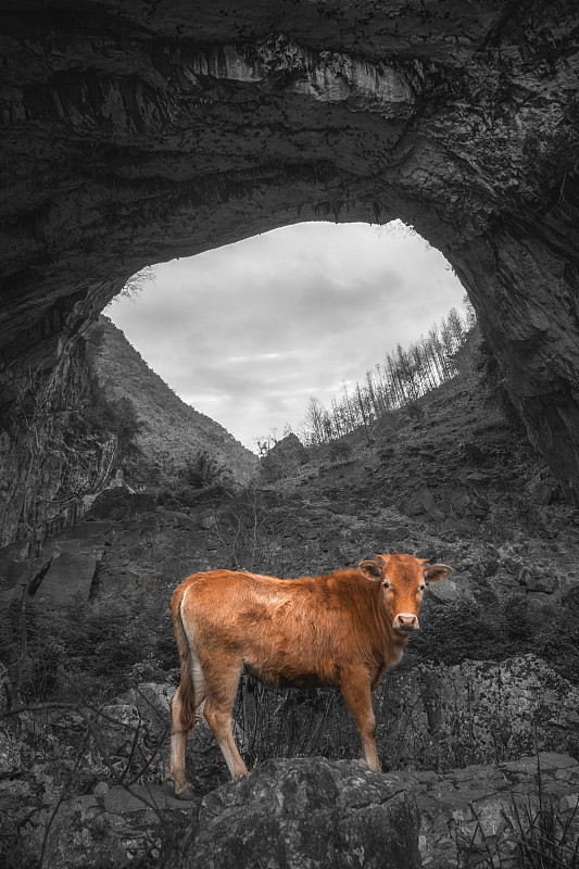 贵州省喀斯特地貌山区里山洞天坑里的耕牛图片素材