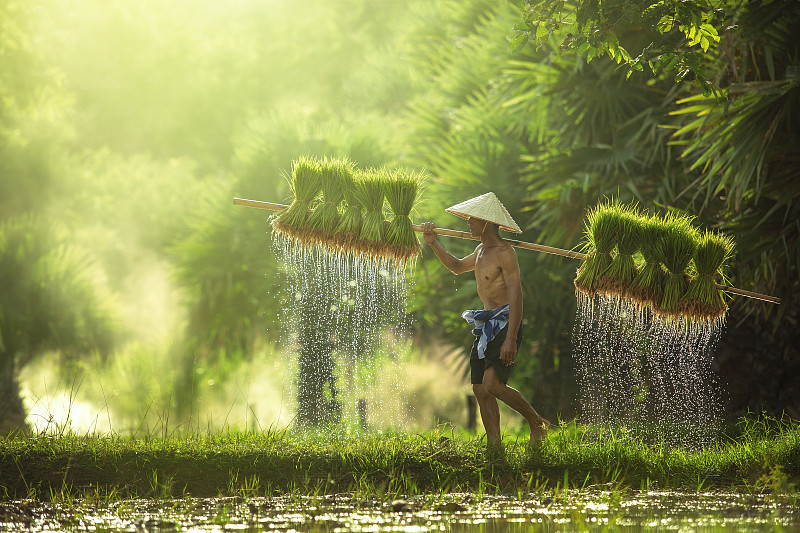 农民在雨季种植水稻。他们被水和泥土浸泡，准备种植。图片素材
