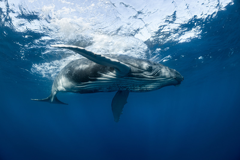 在水面游泳的座头鲸图片下载
