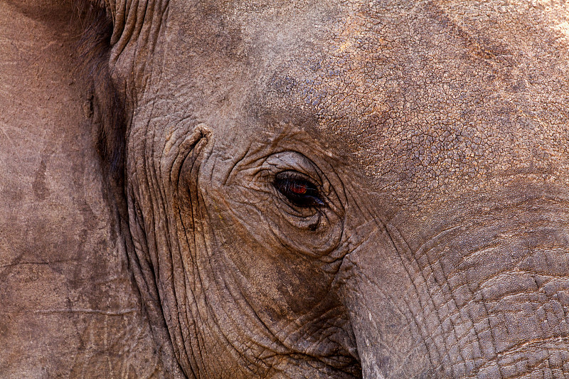 非洲象的肖像图片下载