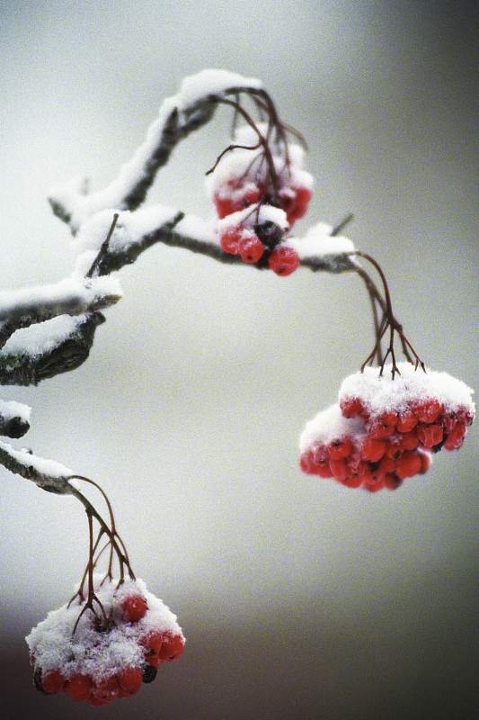 白雪覆盖的Rowanberries图片素材
