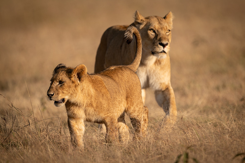年轻的雄狮和母狮在草地上交配图片下载