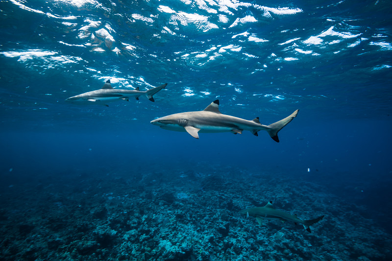 黑色尖鲨游泳在明亮的水近水面图片下载