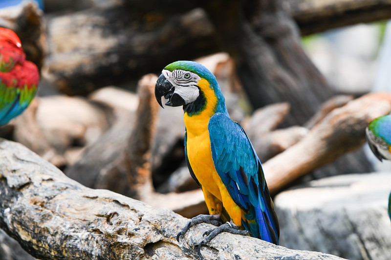 色彩斑斓的金刚鹦鹉，大自然的树木图片下载