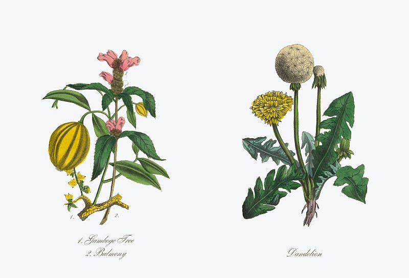 蒲公英维多利亚植物学插图图片下载