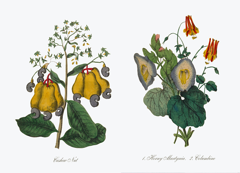 腰果，维多利亚植物学插图图片下载