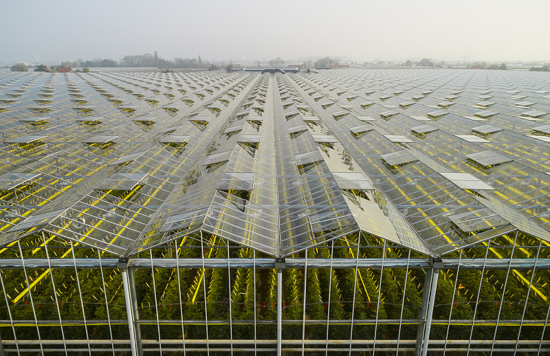 Greenhouse in the Westland area, part of Netherlands with large concentration of greenhouses, elevated view, Maasdijk, Zuid-Holland, Netherlands图片素材
