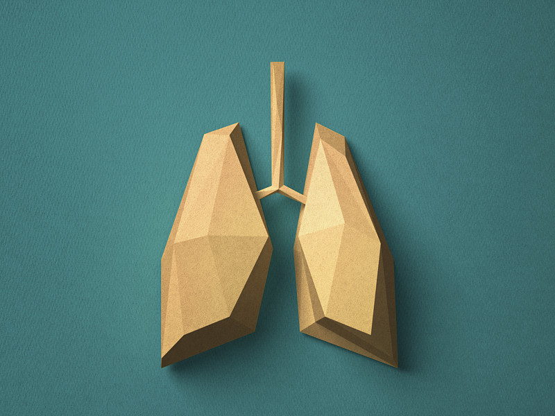 纸工艺肺图片素材