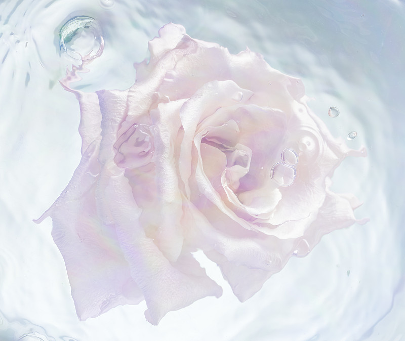 粉红玫瑰头漂浮在水中图片下载