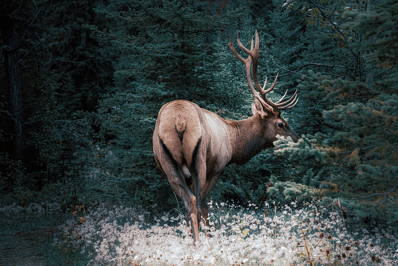 雄性麋鹿(鹿)在发情期，贾斯珀，加拿大图片下载