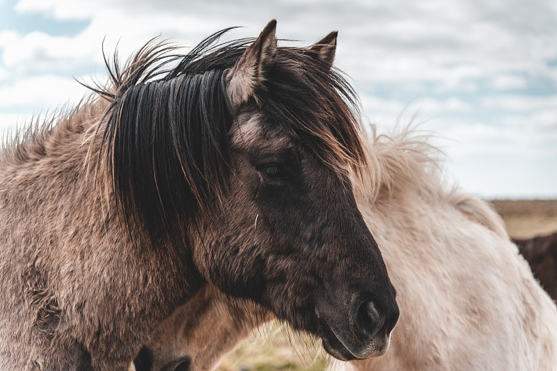 美丽的冰岛马的肖像图片下载