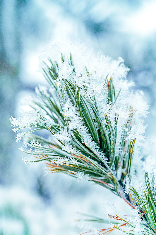 雪覆盖霜冰特写松枝在冬天。圣诞贺卡图片下载