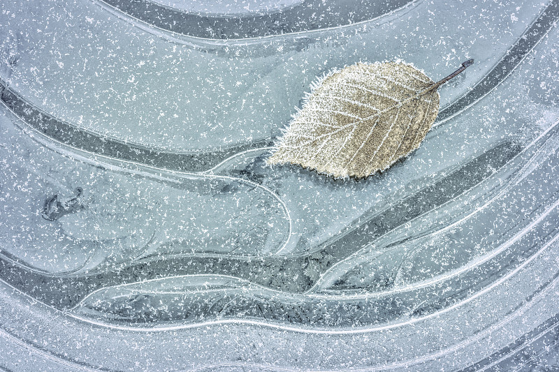 美国华盛顿州塞贝克的冰冻枫叶图片下载